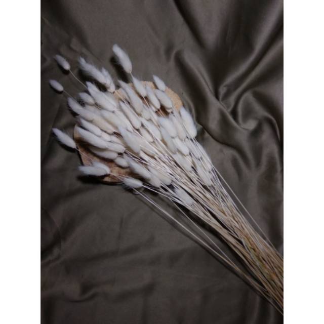Bunga Kering Lagurus Bunny Tail Putih (per Tangkai)