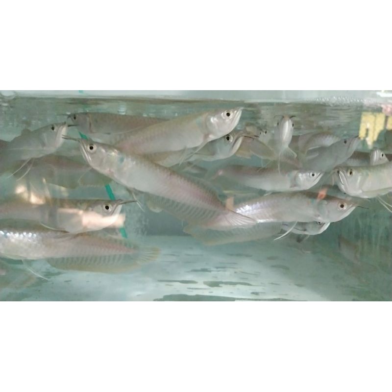 ikan arwana silver brazil/silver red UK 13-15cm