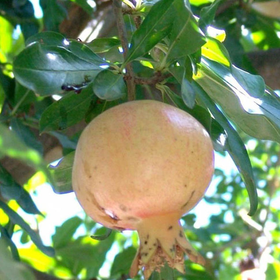 Laris Murah Bibit Tanaman Buah Delima Putih R01