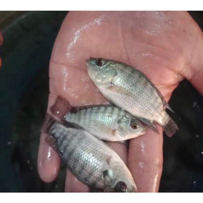 Benih Nila Nirwana dan kekar Hitam uk.4-6cm