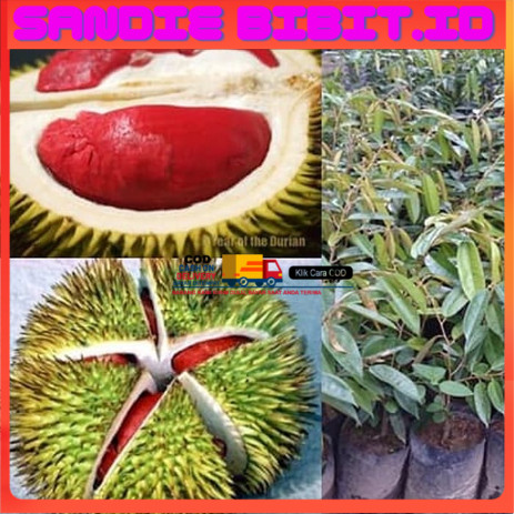 bibit durian merah banyuwangi