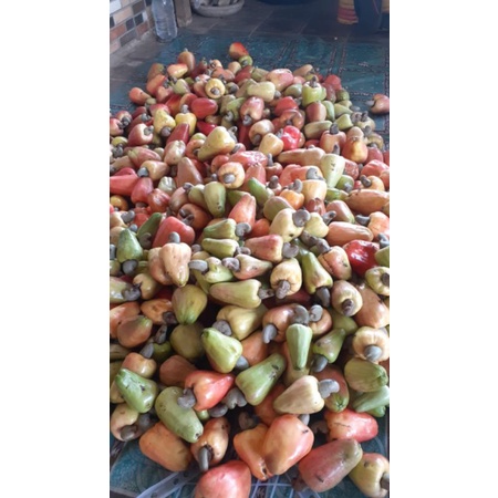 jambu mete fresh 1 kg