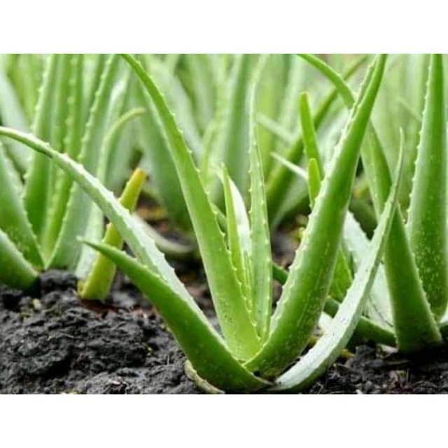 Jual Tanaman herbal lidah buaya - pohon lidah buaya | Shopee Indonesia