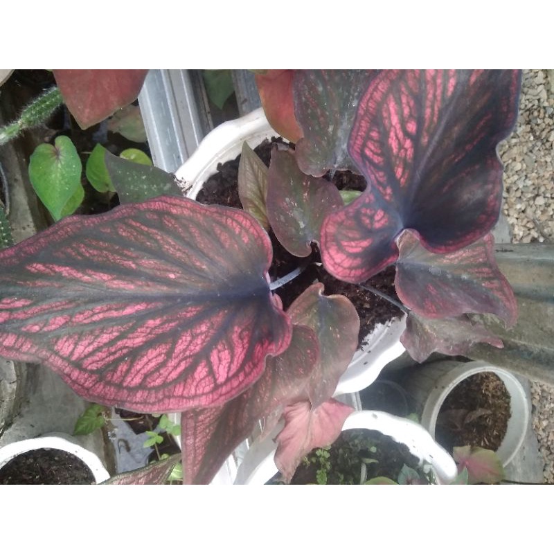 Caladium/Keladi Red Stone