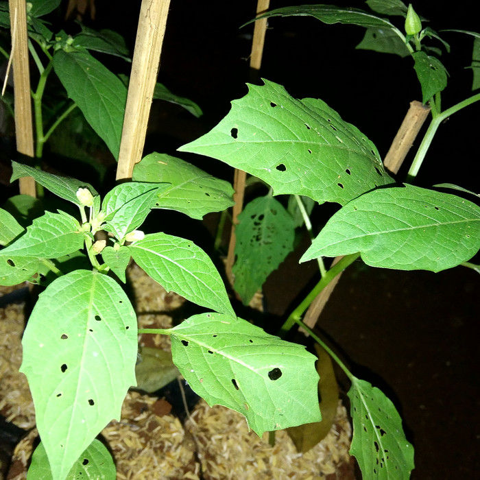 tanaman pohon ciplukan/tanaman herbal ciplukan
