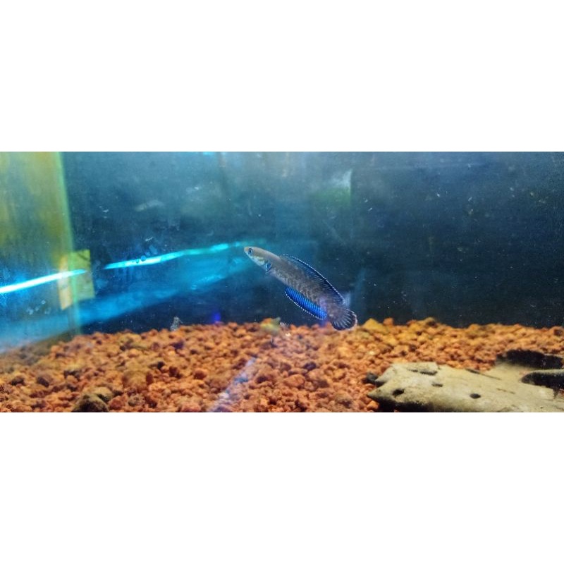 Andrao 8-10 pair GONDRONG BIRU