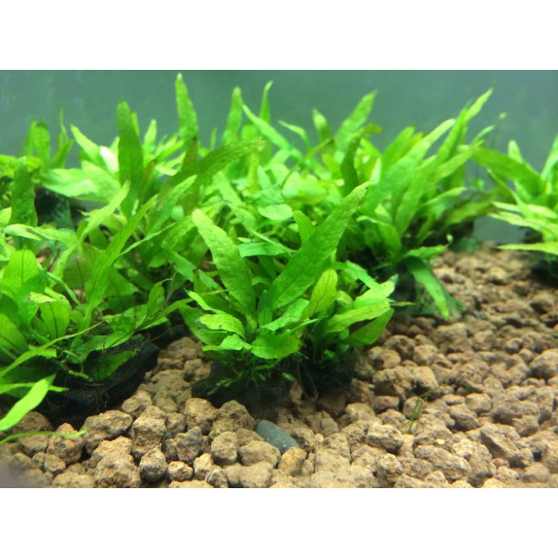 Kadaka java fern tanaman air aquascape