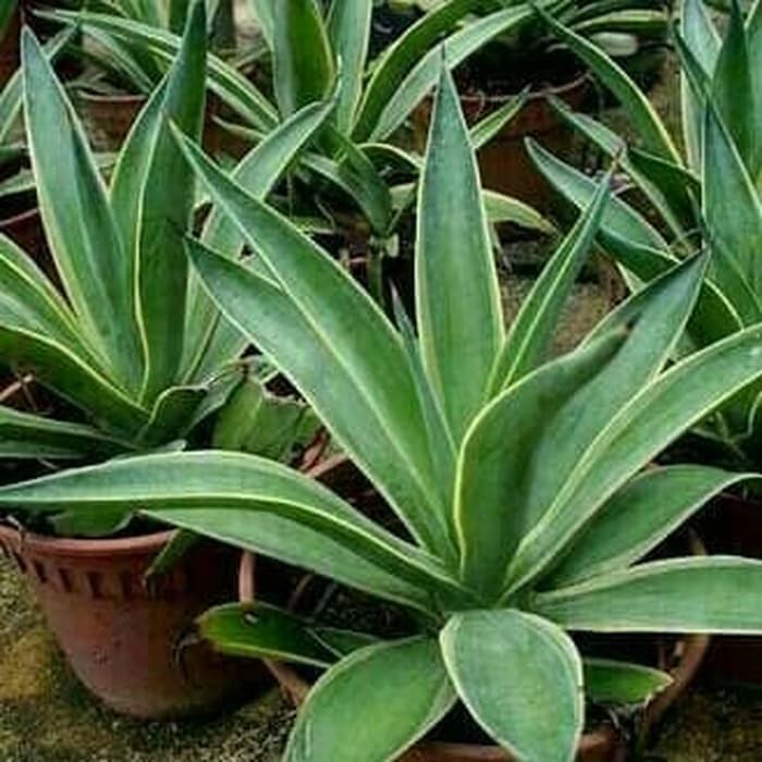 Tanaman Hias King Agave