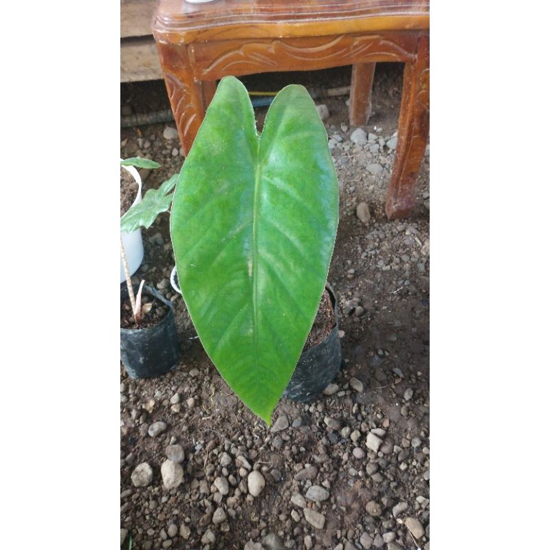 alocasia karpet