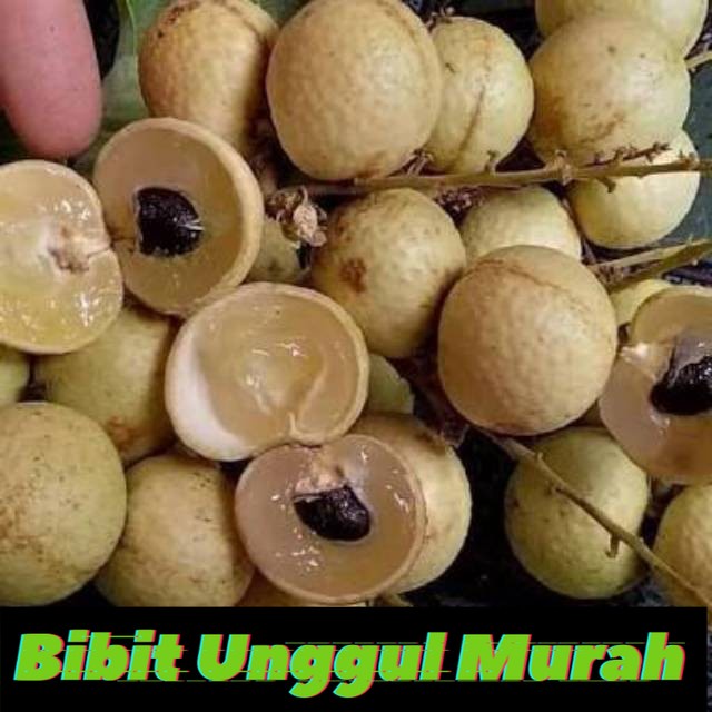 Bibit Tanaman Kelengkeng Aroma Durian