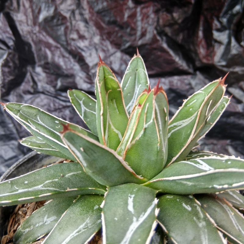agave Victoria reginae white.