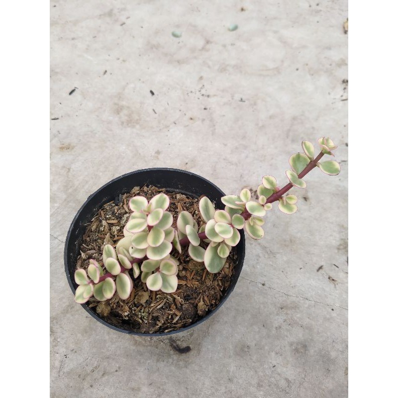 Portulacaria Afra