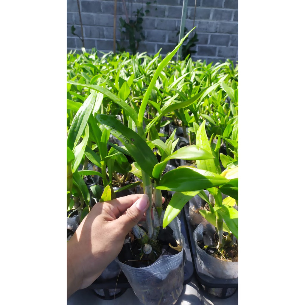 anggrek dendro dewasa