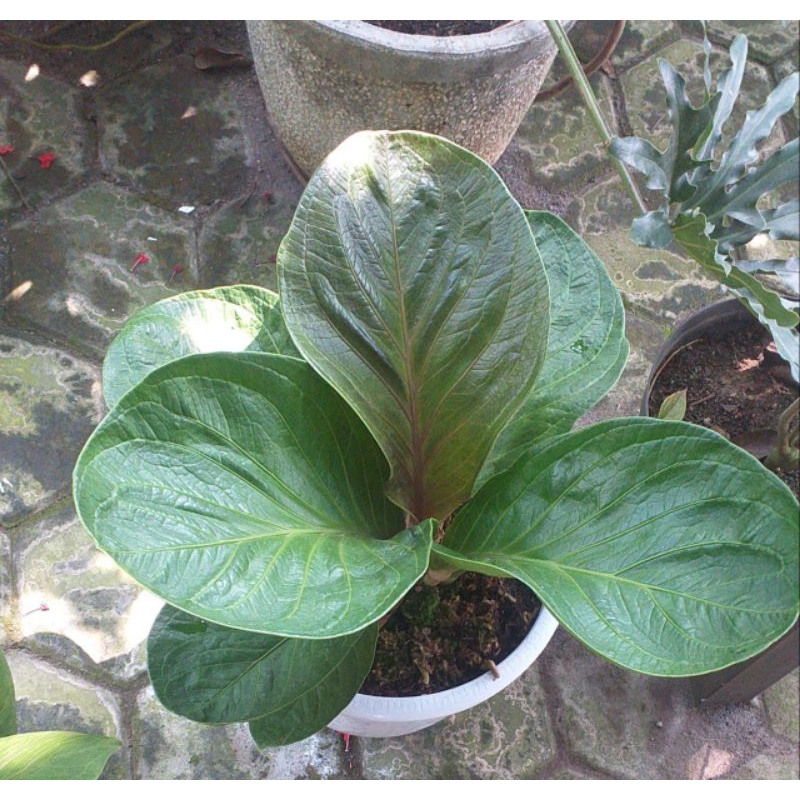 anturium jemani mangkok tengkorak