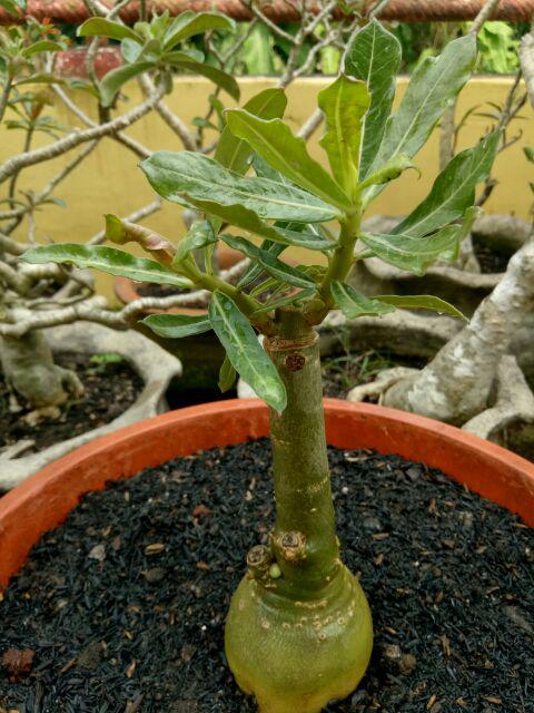 Bibit Bunga Kamboja Jepang