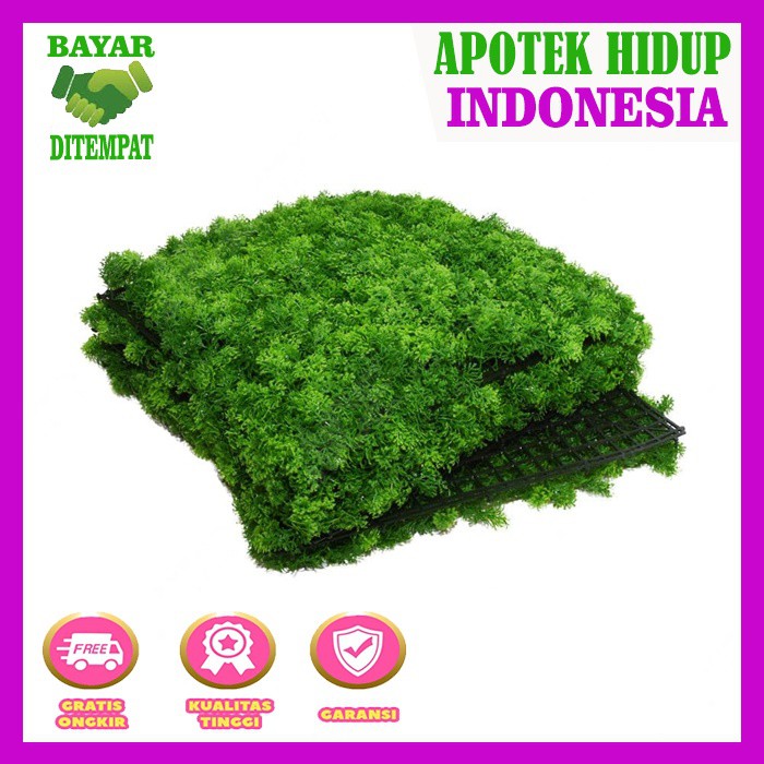 Forest Moss - Moss Bonsai - Lumut Bonsai - Lumut Hidup Kualitas No 1