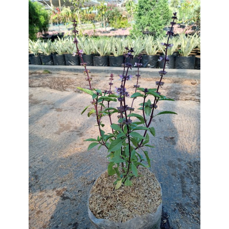 tanaman thai basil/thailand basil