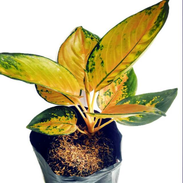 Aglaonema Sultan Brunai (Tanaman Hias Aglonema,  Sri Rejeki,  Chinese Evergreen, Daun 8, Dewasa)