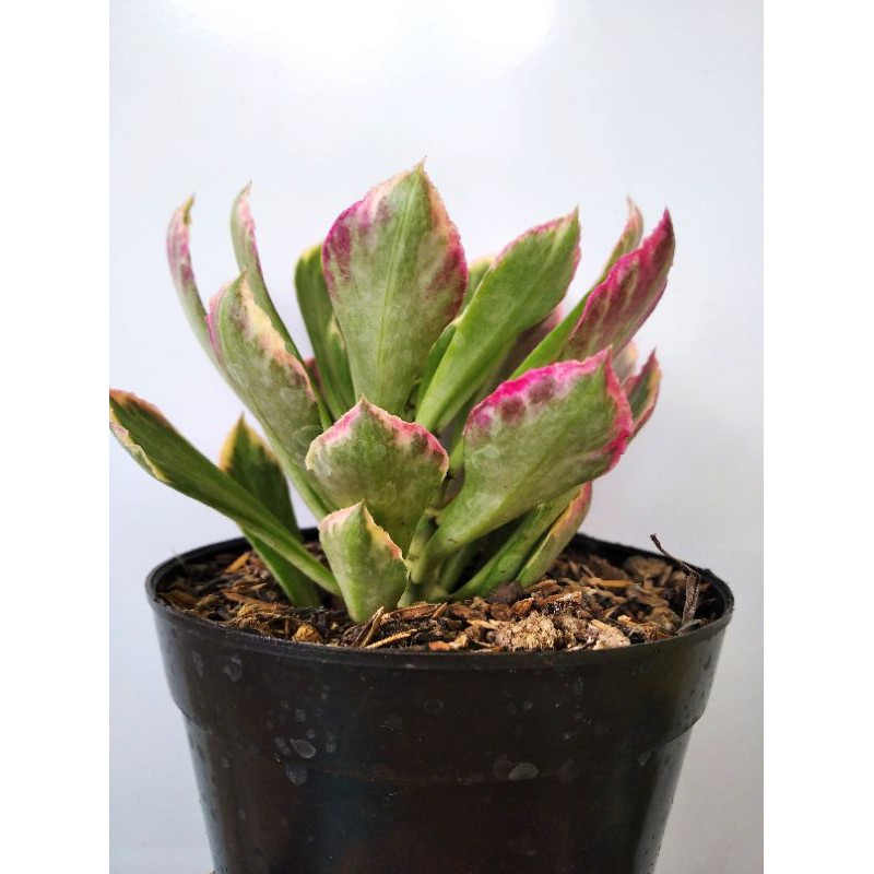 

Monadenium Stapelioides