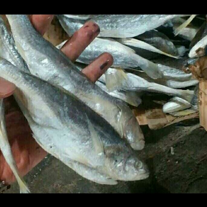 

Ikan asin kepala batu 500 gram