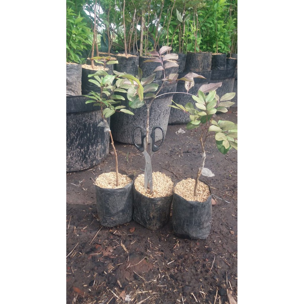 Bibit Buah Kelengkeng Merah Ruby Longan