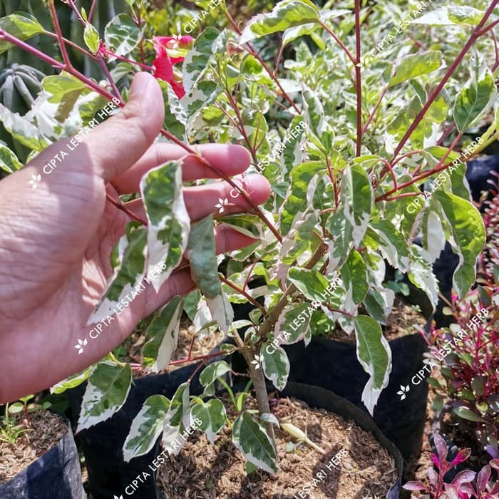 Tanaman Bunga Sepatu Putih Variegata - Bibit Pohon Kembang Hias Daun