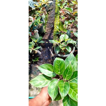 aglonema lipstik zebra dan heng²