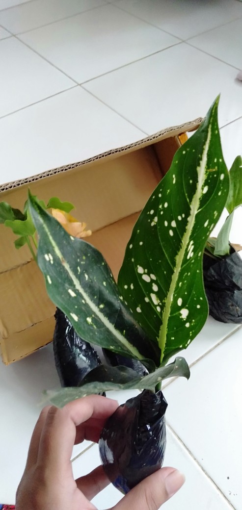 Tanaman Hias Agglonema Sarikit