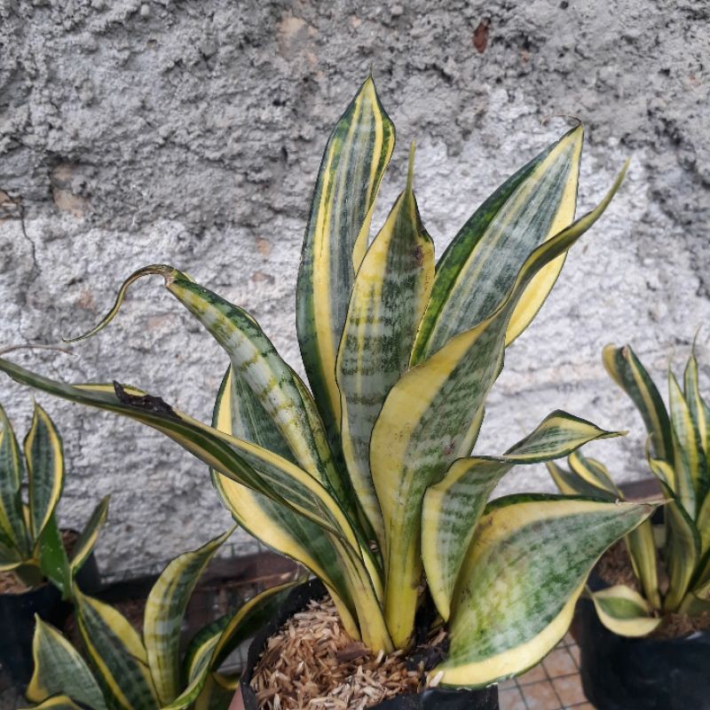 sansivera golden flame