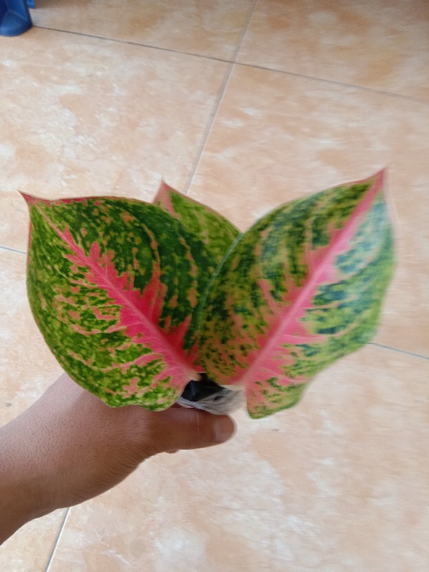 [bisa Cod] Aglonema Heng Heng (tanaman Hias Aglaonema/aglonema)
