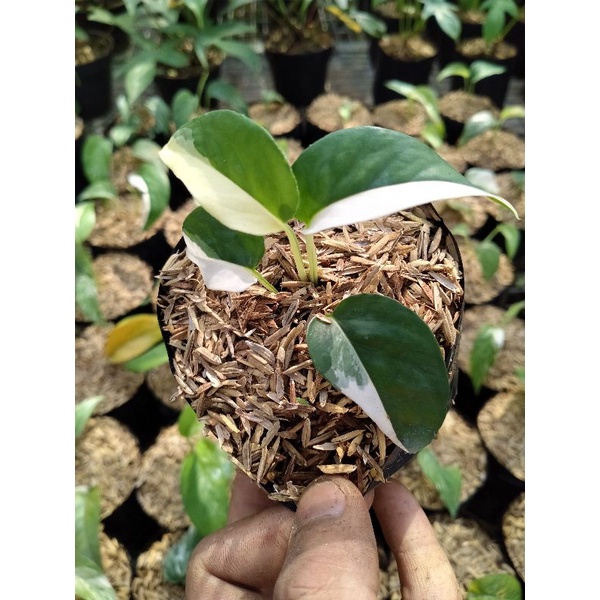 epiprenum pinatum variegata putih