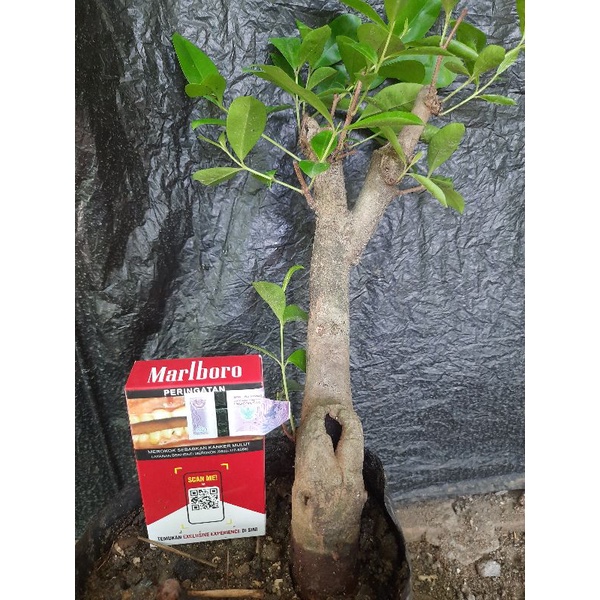 bahan bonsai jamblang/juwet/bibit tanaman jamblang.