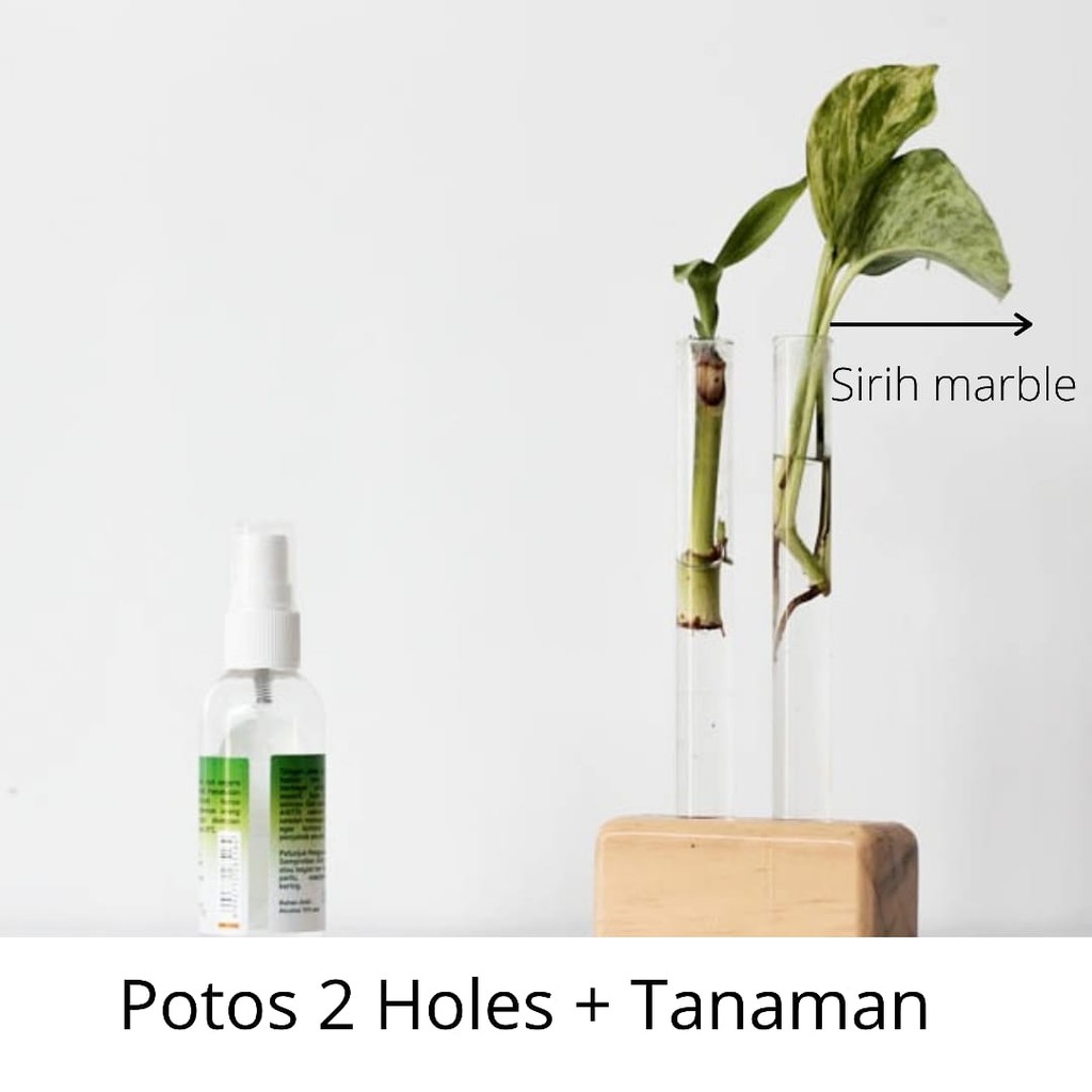 (TANAMAN) Vas Bunga Kayu Air Propagasi Vas Kaca Propagasi Vas Water Propagation Wadah Tabung Reaksi