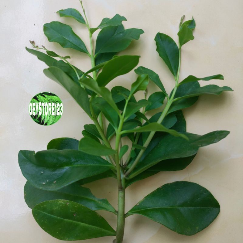 

daun gingseng jawa segar per 300 grm