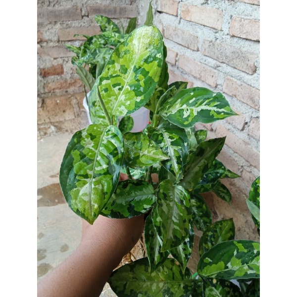 aglonema pictom tricolour