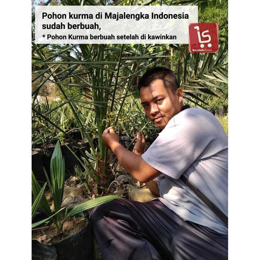 BIBIT KURMA KULTUR JARINGAN / BIBIT POHON KURMA SUPER SH0P C1LO