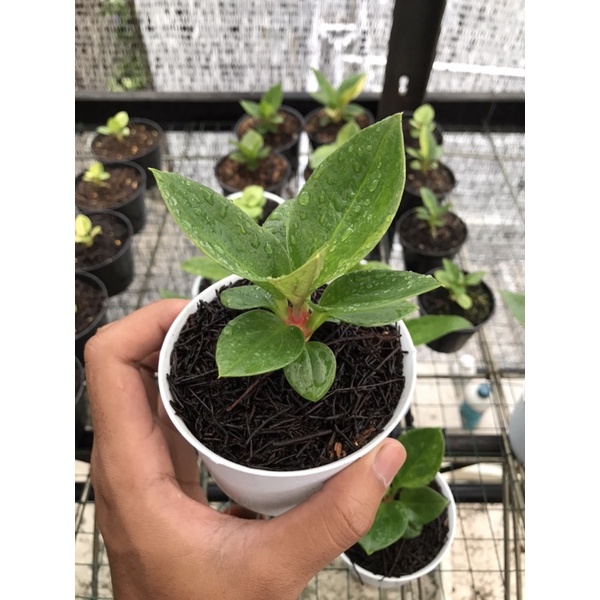 Jemani Mangkok Varigata Tangkai Merah