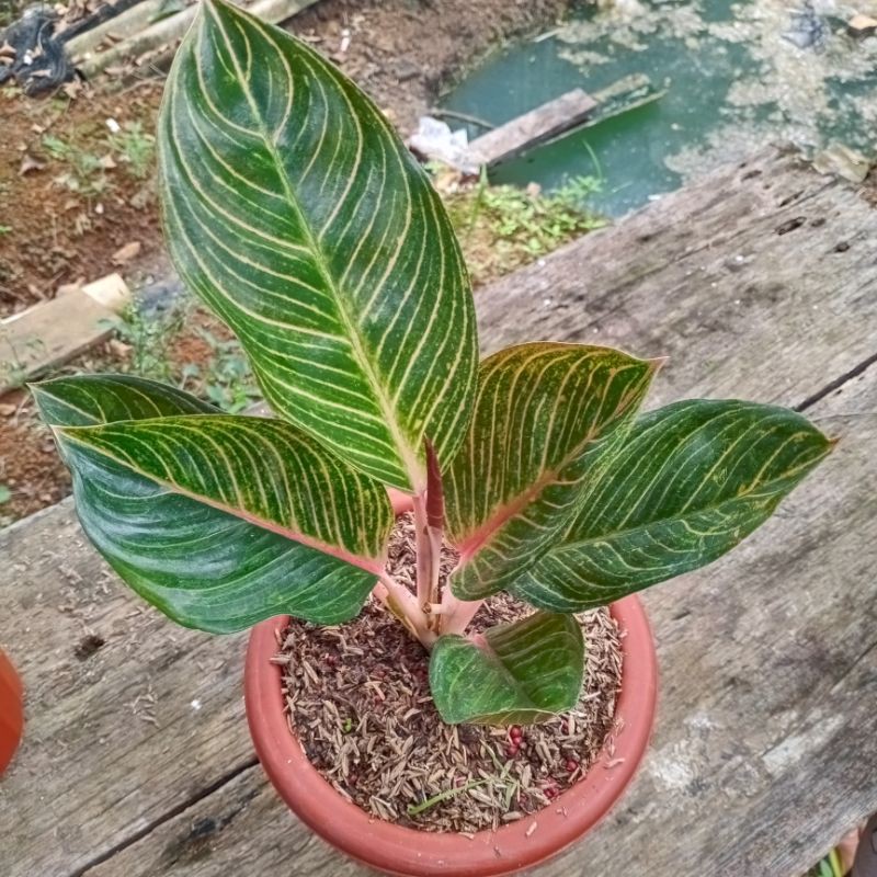 BUNGA AGLAONEMA  KRESNA