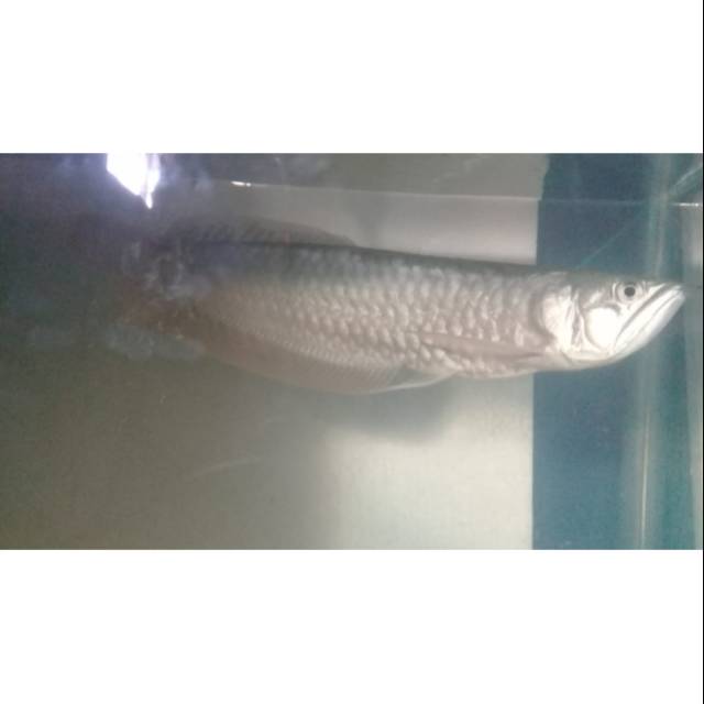 ARWANA SILVER BRAZIL 60 CM UP