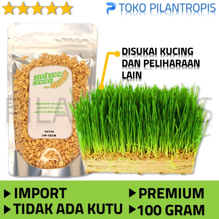 BENIH WHEATGRASS 100GR BIBIT RUMPUT GANDUM BIJI CAT GRASS MICROGREEN SEED BIJI WHEAT GRASS MURAH