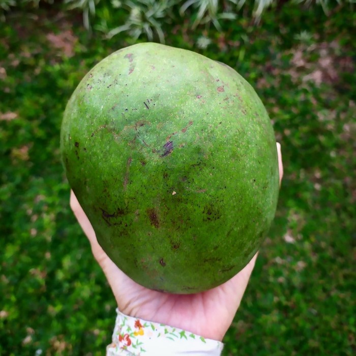 Bibit Tanaman Buah MANGGA KELAPA Premium