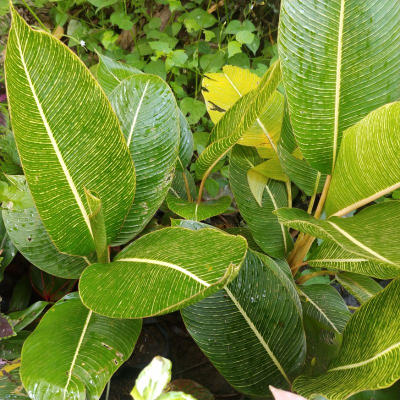 Heliconia Indica "Striata"