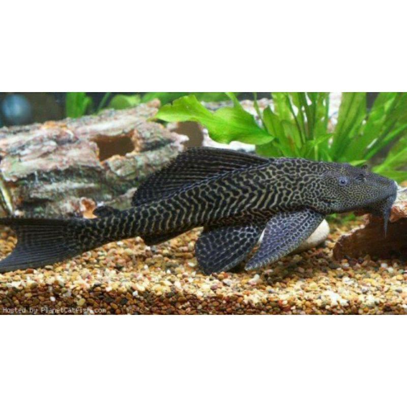 [NEW ARRIVAL] IKAN SAPU-SAPU HITAM BRUSHMOUTH TERMURAH