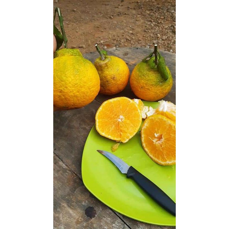 BIBIT JERUK DEKOPON SUPER