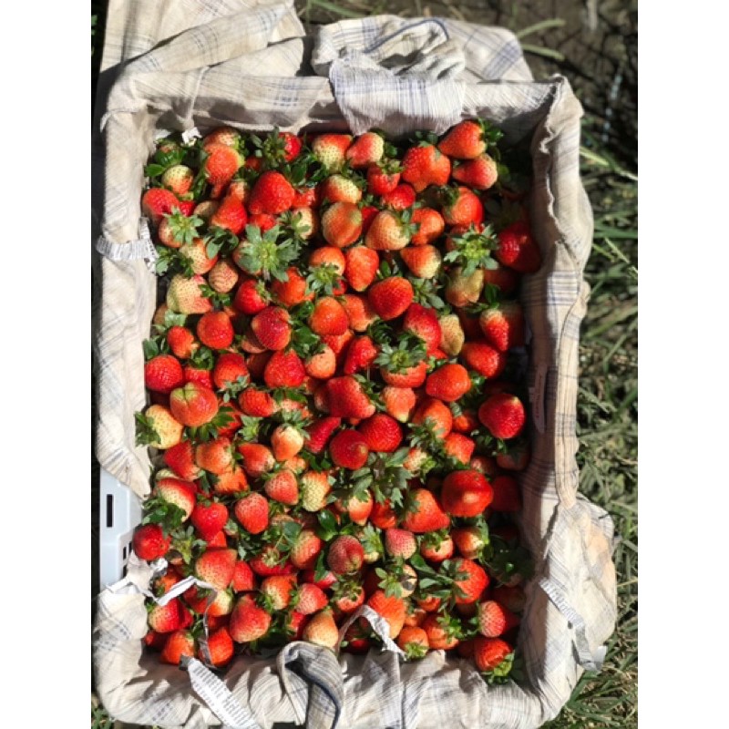 

buah strawberry madu