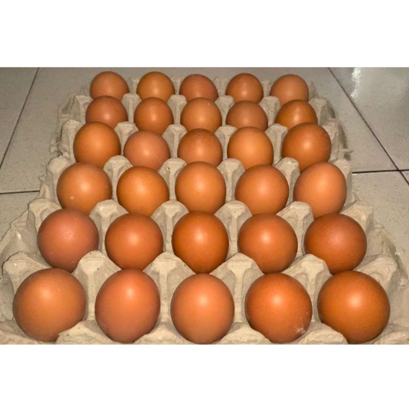 

Telur Ayam Sehat Premium