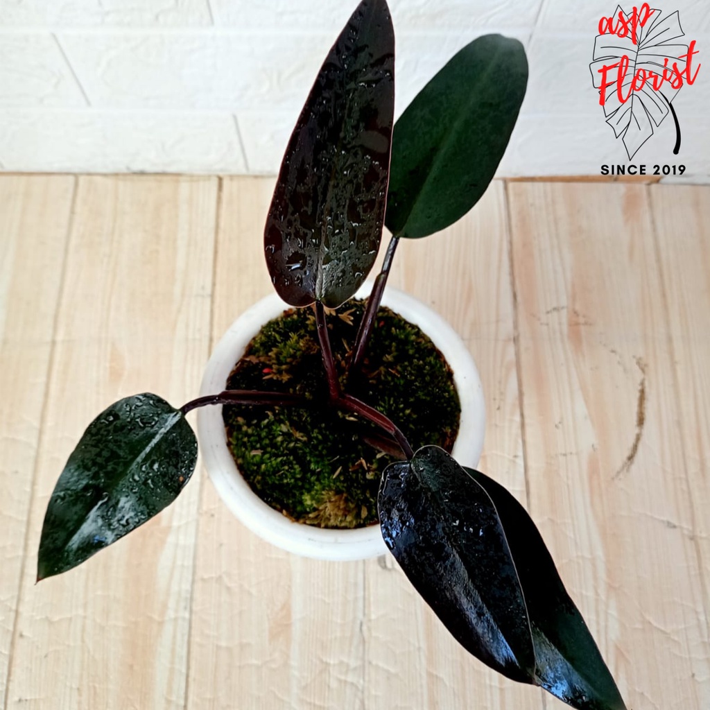 Philodendron Black Majesty 1 - Imported