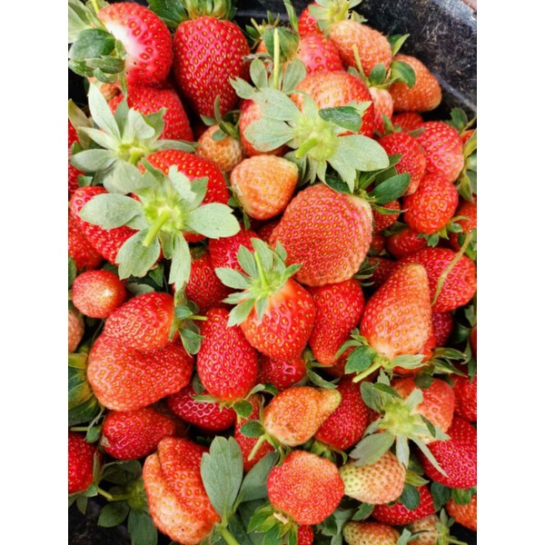 

Strawberry Fresh Ciwidey Grade ABC (Mix) Kemasan 1 Kg