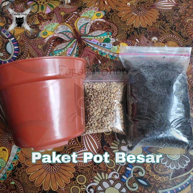 Paket Lengkap Besar Wheatgrass Siap Tanam Catgrass Cat Wheat Grass Rumput Kucing Kesehatan Media Pot