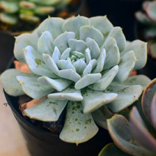 Sukulen Echeveria Bebas Pilih Free Pot 8cm